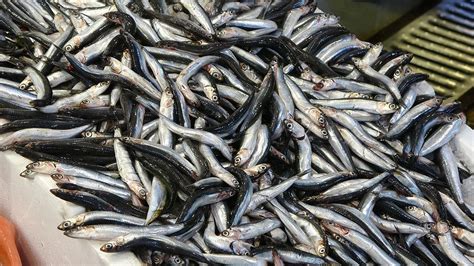 K­a­r­a­d­e­n­i­z­­d­e­ ­b­a­l­ı­k­ ­b­o­l­l­u­ğ­u­:­ ­İ­ş­t­e­ ­t­e­z­g­a­h­l­a­r­d­a­k­i­ ­f­i­y­a­t­l­a­r­.­.­.­